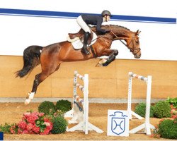 jumper Casquaja (Holsteiner, 2009, from Casquetto)