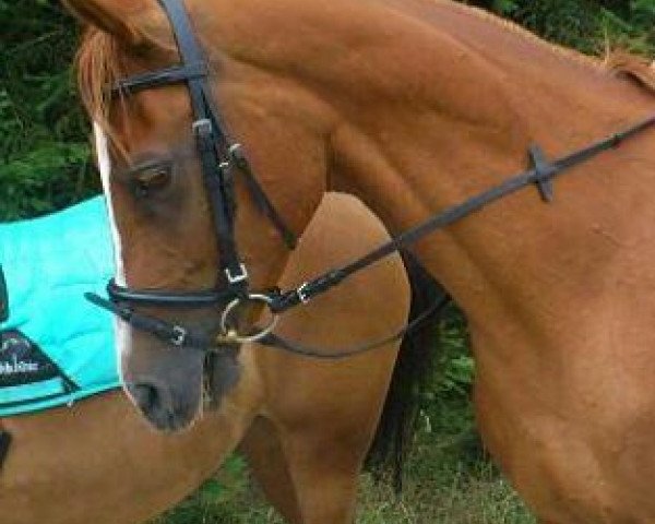 broodmare Diomehna (Shagya Arabian, 1999, from Ibn Zaraf ox)