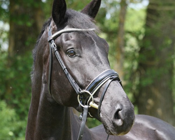 dressage horse Darko 39 (Oldenburg, 2010, from Desperados FRH)