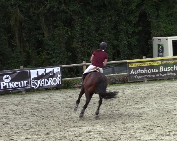 Reitturnier Vlotho-Exter 2020