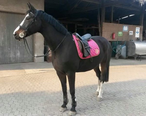 horse Landdame (Rhinelander, 2003, from Lord Sinclair II)