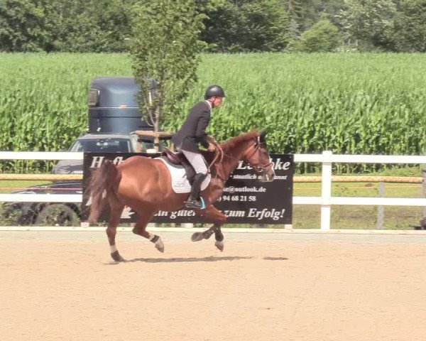 Reitturnier Ladelund 2020