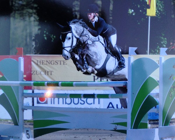 jumper Cavalino 25 (Holsteiner, 2008, from Cassini II)