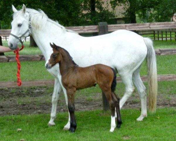 broodmare Centis (Oldenburg, 1999, from Cento)
