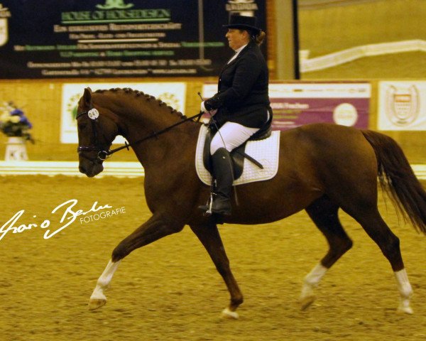 dressage horse Buonasera de Colonia (Rhinelander, 2005, from Belissimo NRW)