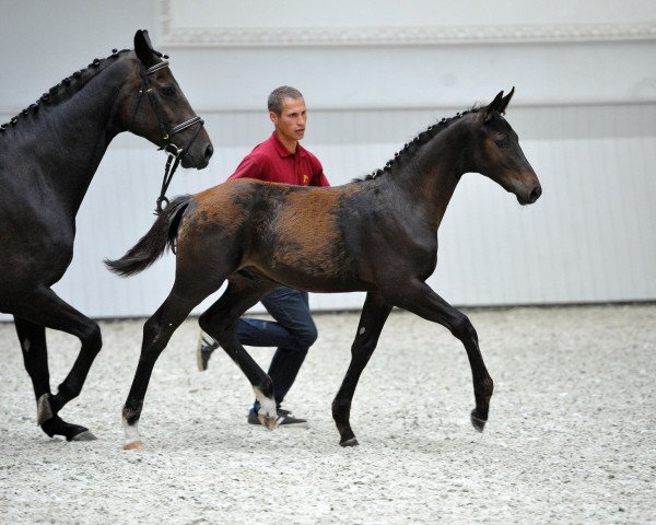 Pferd Casanova (Deutsches Sportpferd, 2015, von Cadeau Noir)