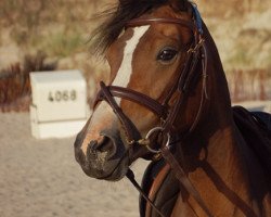 dressage horse Petite Fleur (German Riding Pony, 2006, from Pole Position - Wengelo's Olaf)