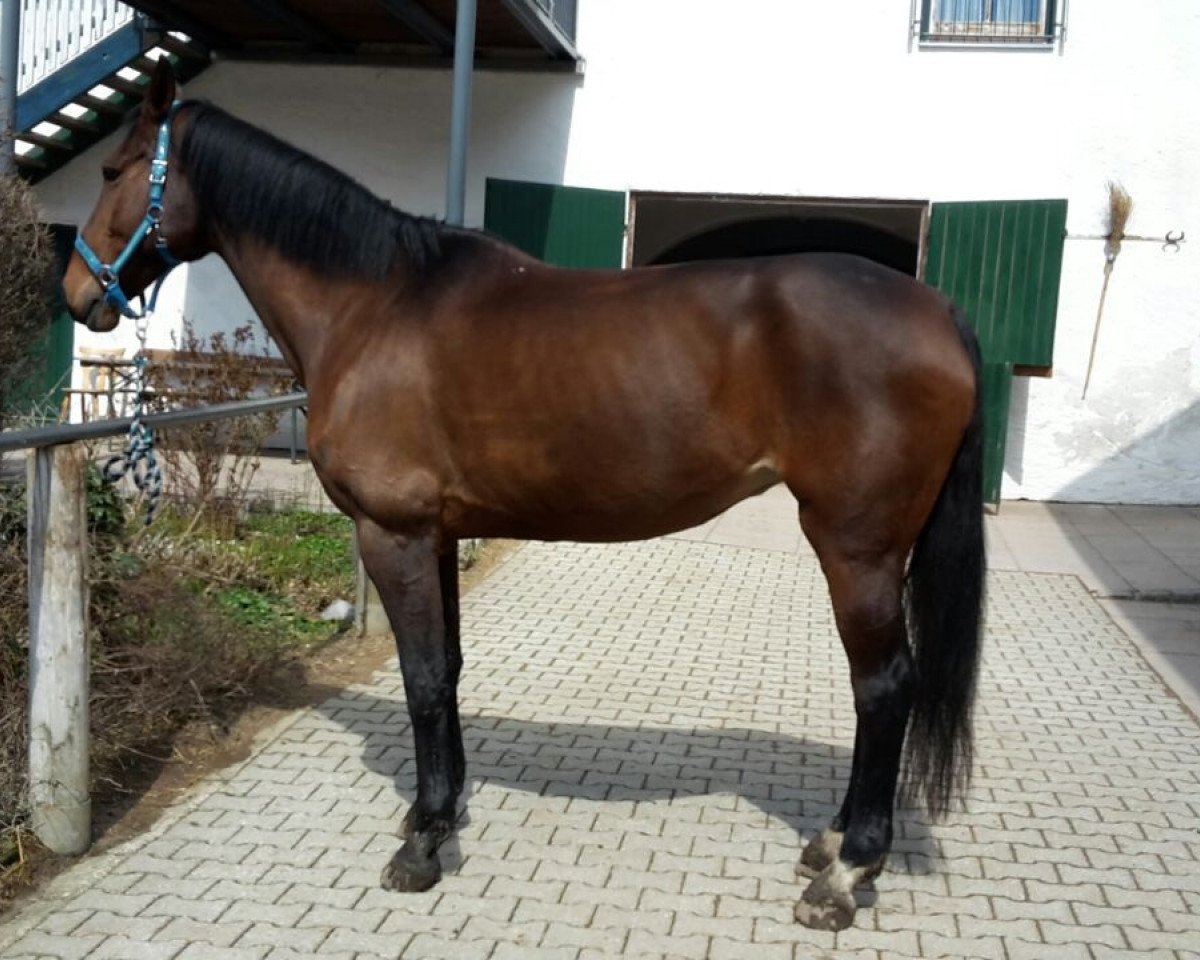 broodmare Diana (Westphalian, 2001, from Don Bedo I)