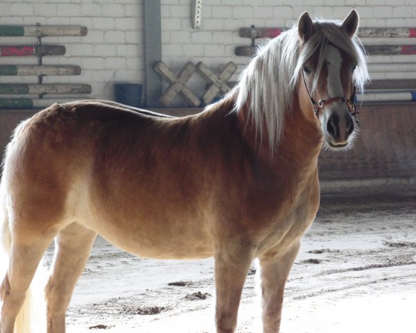 Dressurpferd Aliska (Haflinger, 2008, von Arachon I)