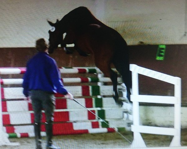 Zuchtstute Rumina (Oldenburger, 2006, von Quidam's Rubin)