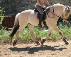 dressage horse Nordstjernen (Fjord Horse, 2014, from Orkan Skovå)