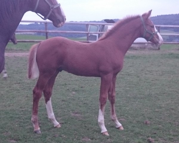 Springpferd Luxus I CH (Westfale, 2013, von Lordanos)