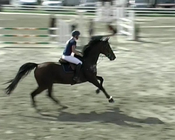 Reitturnier Aesch (Neftenbach) 2020