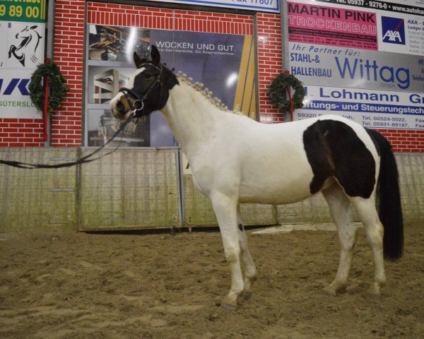 Pferd New Gold (Deutsches Reitpferd, 2012, von Nock-Out)