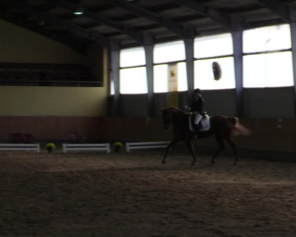 Reitturnier Frechen-Grefrath - Sonnenhof 2021