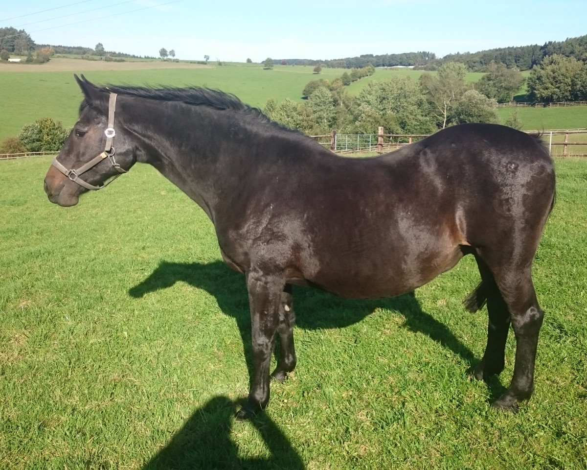 broodmare Fabaletta (Holsteiner, 1991, from Contender)