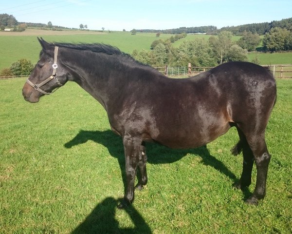 Zuchtstute Fabaletta (Holsteiner, 1991, von Contender)