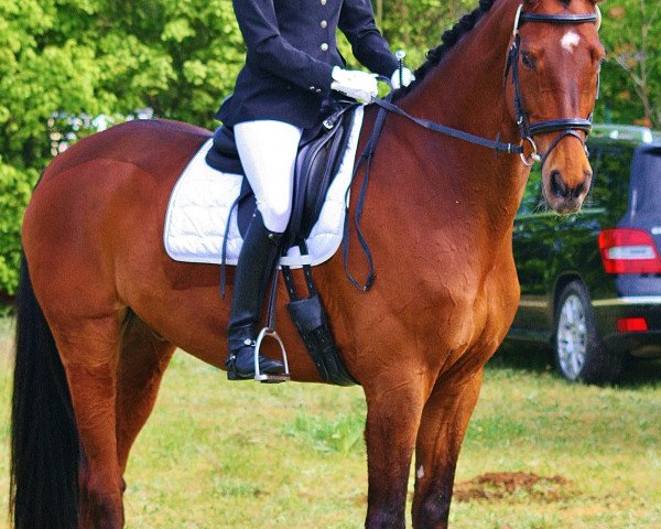 dressage horse Antaios HL (Trakehner, 2004, from Cadeau)
