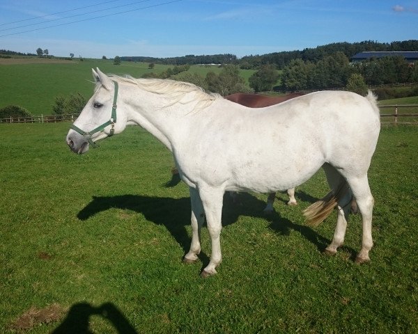 broodmare Championess 6 (Oldenburg, 2000, from Couleur Rubin)