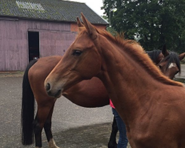 horse Keep Tender F (KWPN (Royal Dutch Sporthorse), 2015, from Chaman)