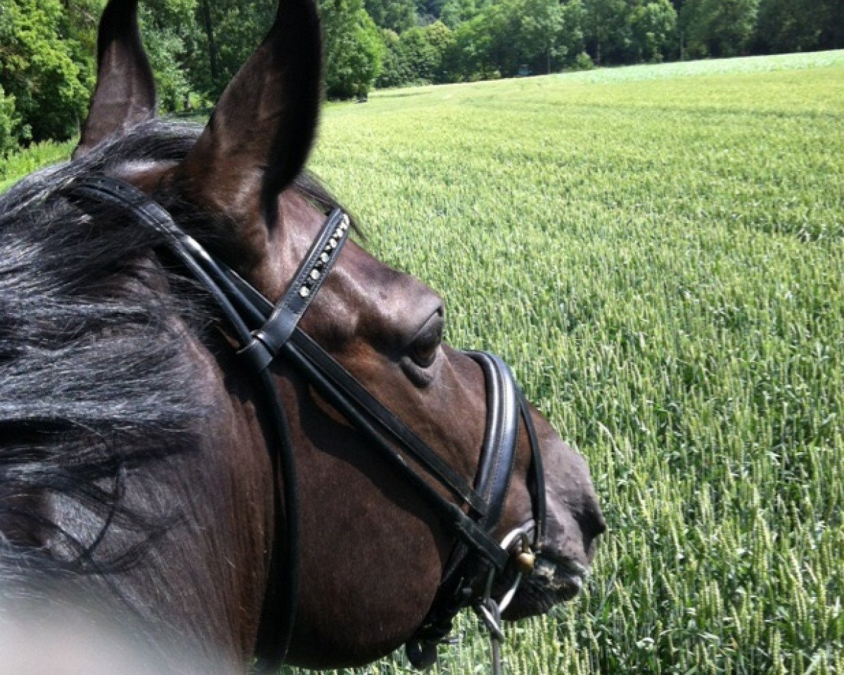 dressage horse Don doue (Oldenburg, 2002, from Bmc Don Cardinale)