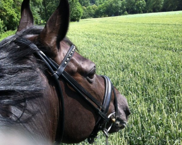 dressage horse Don doue (Oldenburg, 2002, from Bmc Don Cardinale)