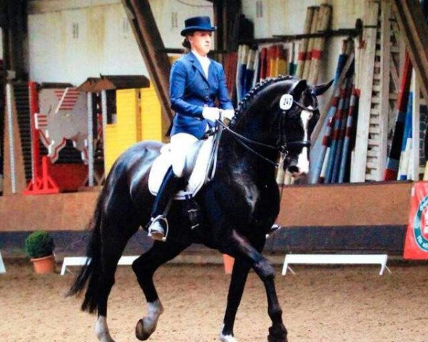 dressage horse Rossini K 3 (Hanoverian, 2002, from Rotspon) dressage horse Rossini K 3 (Hanoverian, 2002, from Rotspon)