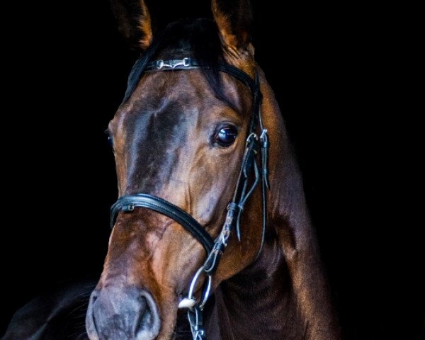 dressage horse Daytona 61 (Westphalian, 2011, from Diarado)