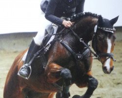 jumper Darling 283 (Arab half breed / Partbred, 2007, from Unkas AA)