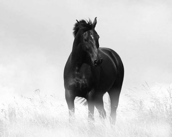 horse Caruso (Heavy Warmblood, 2007, from Carus)
