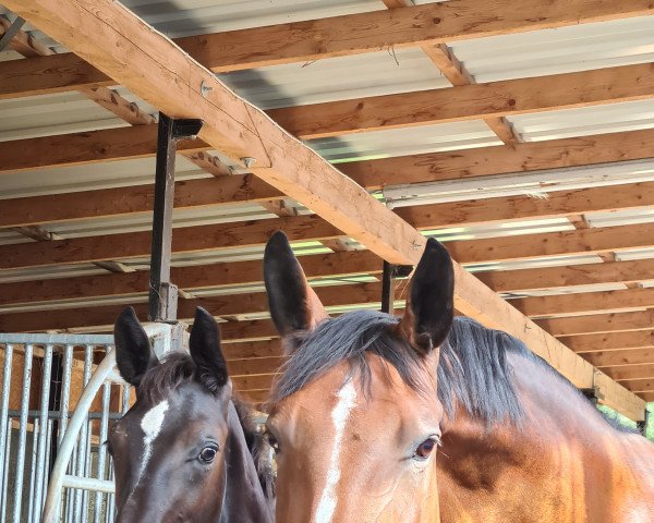 horse Bon Chance E (Westphalian, 2021, from Bon Joker)