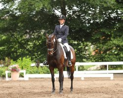dressage horse Abahatschi 11 (Westphalian, 2005, from Abke 4)