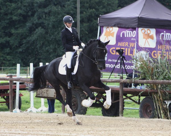 Dressurpferd Sir Banjabi (Westfale, 2010, von Sir Donnerhall I)