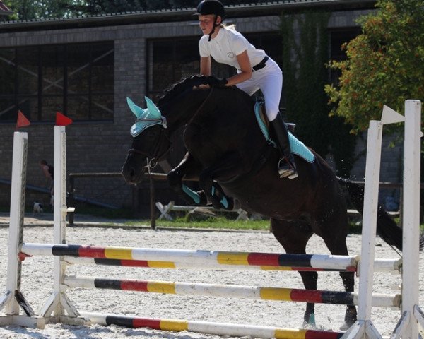 jumper De Beukelaer (Hanoverian, 2002, from Don Frederico)
