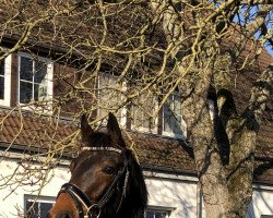 broodmare Donna Antinouri (Oldenburg, 2017, from Devonport)