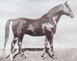 stallion Hazil 1944 ox (Arabian purebred, 1944, from Fadjer 1938 ox)