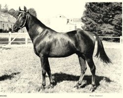 stallion Iricho ox (Arabian purebred, 1959, from David ox)