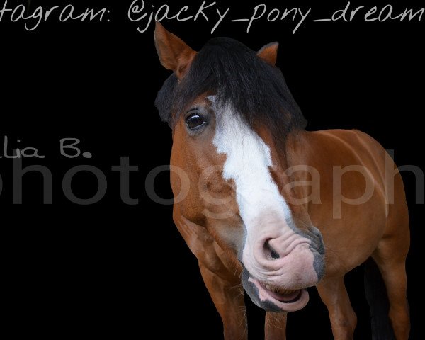 dressage horse Jack Wulfmann (Polish Pony, 2000) dressage horse Jack Wulfmann (Polish Pony, 2000)