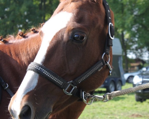 dressage horse Nelson 226 (German Riding Pony, 2007, from Night-Power)