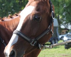 dressage horse Nelson 226 (German Riding Pony, 2007, from Night-Power)