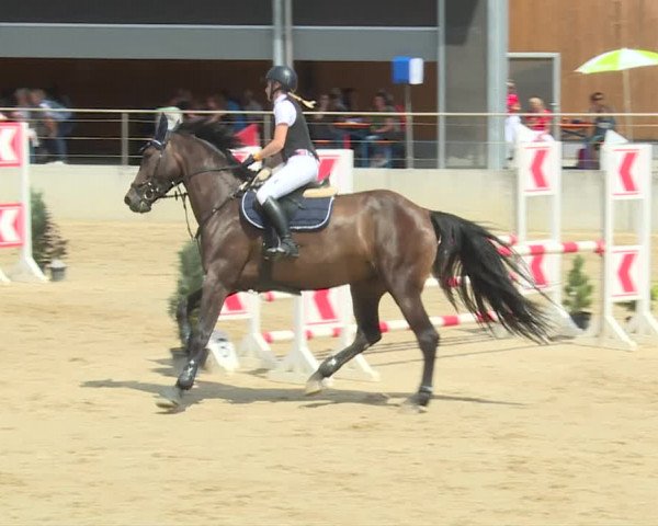 Reitturnier Schwyz 2020