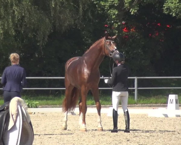 Reitturnier Langenfeld - Gut Langfort 2020