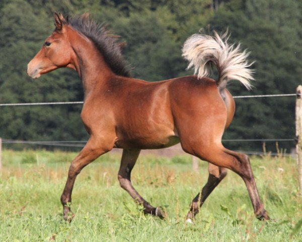 stallion Manar (Arabian purebred, 2015, from Muddassir B' Mehamam)