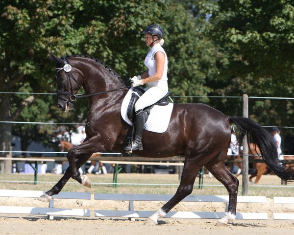 dressage horse Sandros Hit (Hanoverian, 2009, from Sandro Hit)
