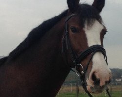 dressage horse Kalle Wirsch 2 (KWPN (Royal Dutch Sporthorse), 2004, from Patijn)