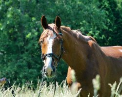 dressage horse Don Carlos 201 (Hanoverian, 2003, from Don Bosco)