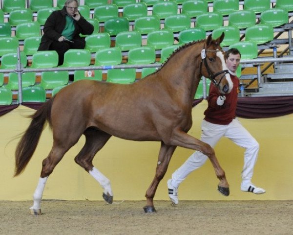 Deckhengst Couleur Royal (Oldenburger, 2007, von Couleur Rouge)