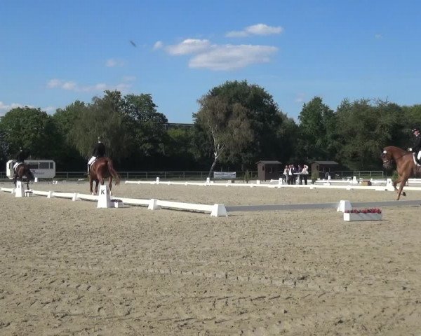 Reitturnier Langenfeld - Gut Langfort 2020