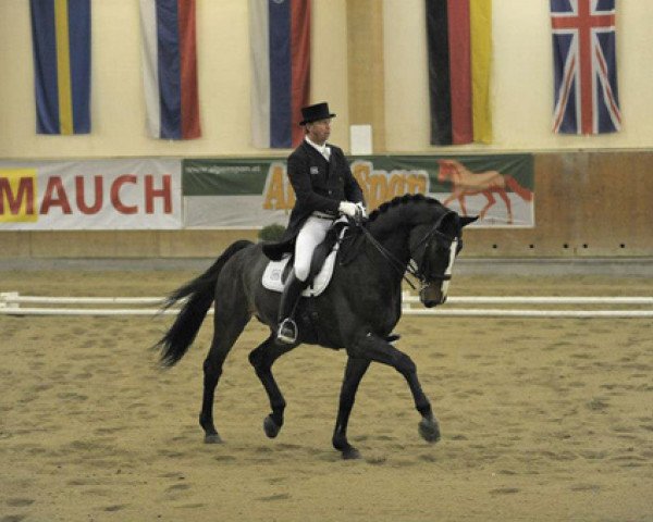 dressage horse Glock's Grandioso (Westphalian, 2001, from Grosso Z)