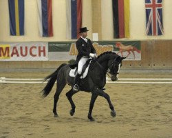 dressage horse Glock's Grandioso (Westphalian, 2001, from Grosso Z)